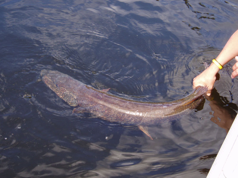 trophy-pike