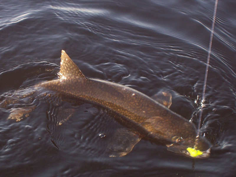Lake Trout