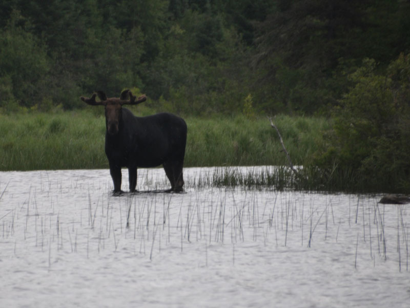 Moose in Water