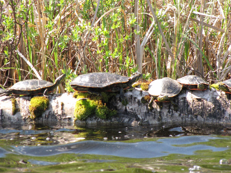 Painted Turtles