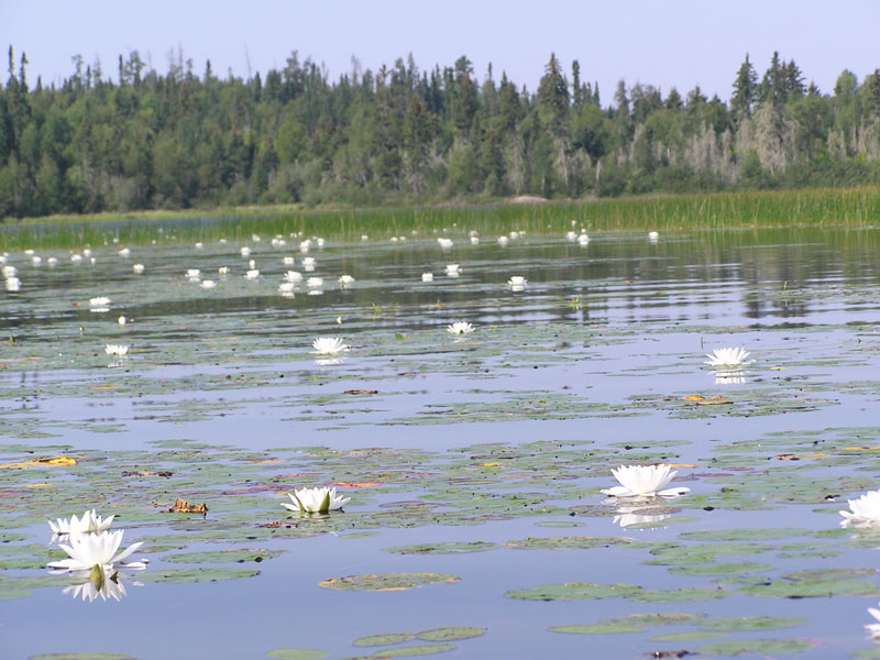 Lily Pad Flowers - Trout Bay Arm