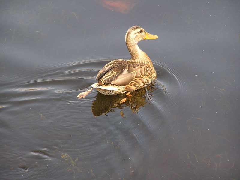 Duck Swimming